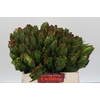 Leucadendron Laurel Yellow