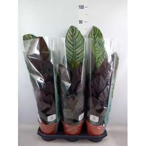 Calathea sanderiana