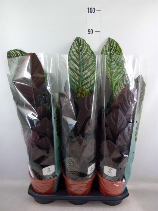 <h4>Calathea sanderiana</h4>