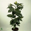 Coffea arabica