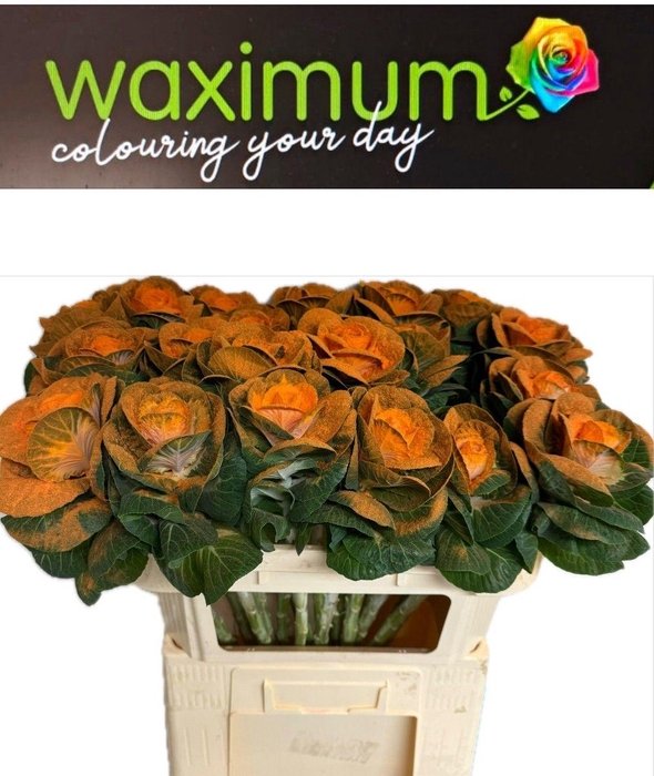 <h4>Brassica Fluweel Oranje 70cm</h4>