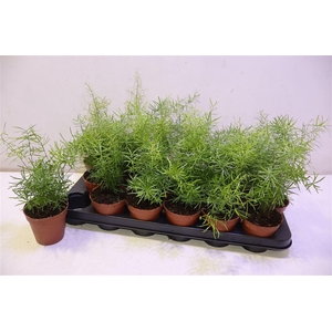 arr8 Aspar D Sprengeri