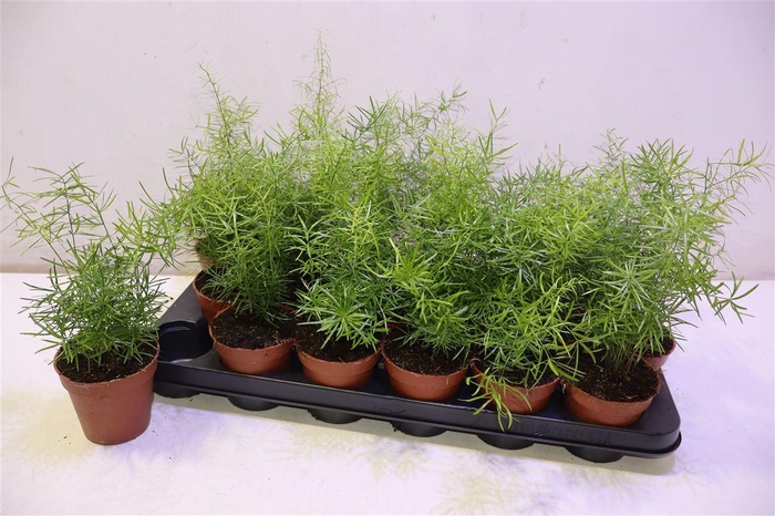 <h4>arr8 Aspar D Sprengeri</h4>