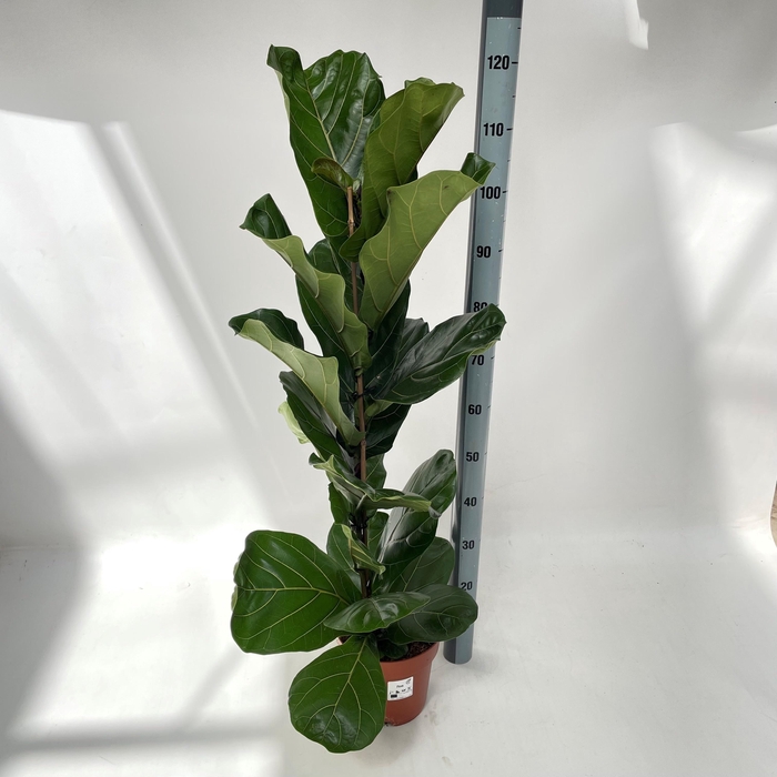<h4>FICUS LYRATA</h4>