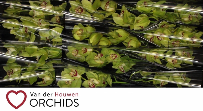 <h4>Maxima 60 cm</h4>