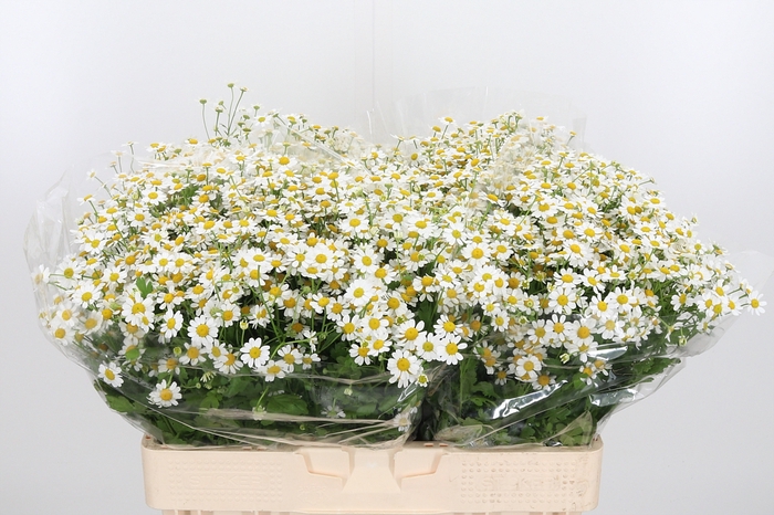 <h4>Tanacetum Pa Single Vegmo</h4>