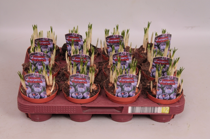 <h4>Bol op pot Crocus Pickwick (gestreept)</h4>