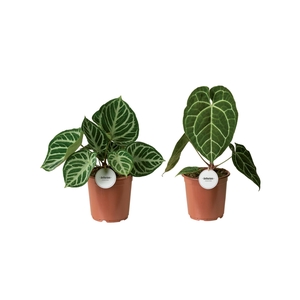 Anthurium blad