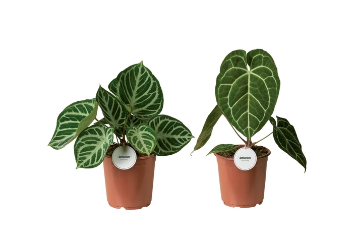 <h4>Anthurium blad</h4>