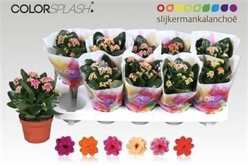 <h4>KAL GE GEM 6 KL</h4>