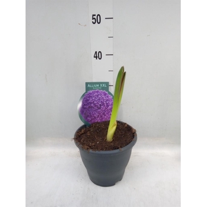 Allium   ...flowerbulbs