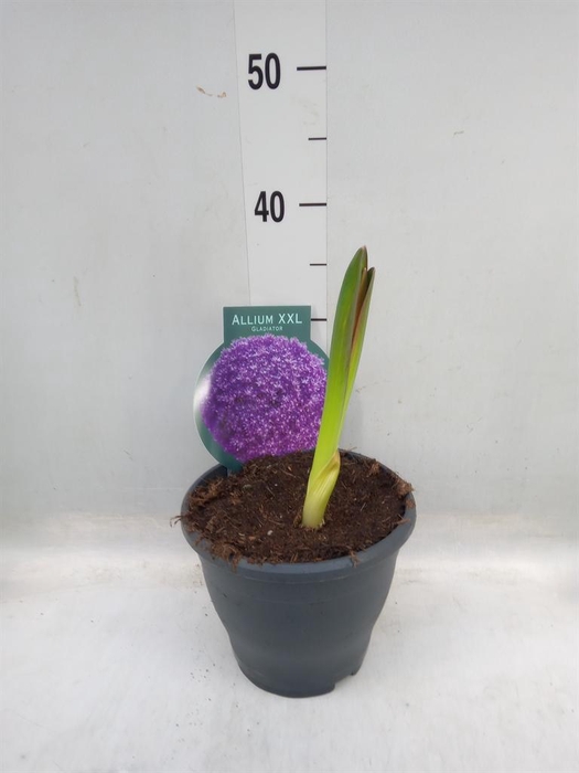 <h4>Allium   ...flowerbulbs</h4>