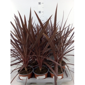 Cordyline austr. 'Red Star'