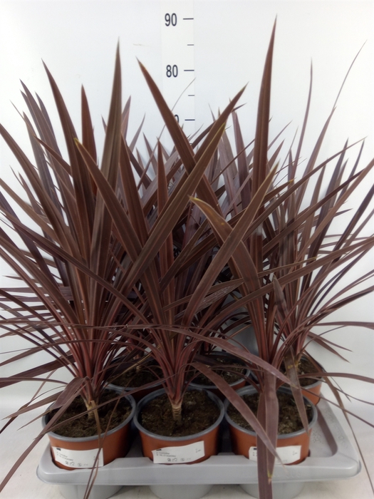 <h4>Cordyline austr. 'Red Star'</h4>