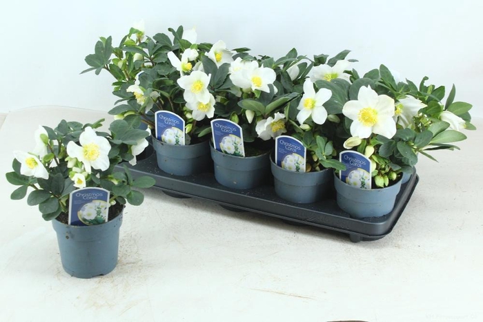 <h4>HELL NI CHR CAROL</h4>