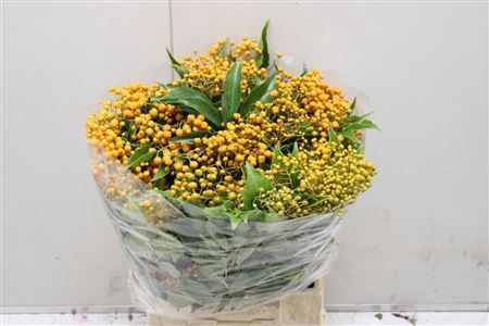 <h4>Pittosporum Rombifoglia</h4>