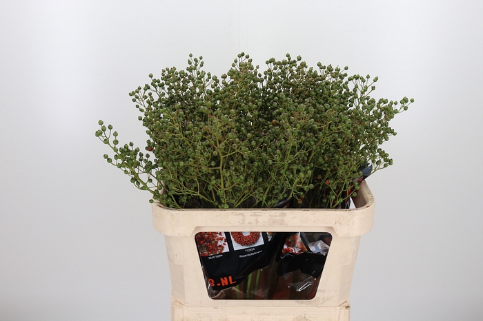 <h4>Rosa Aut Rosefruits</h4>