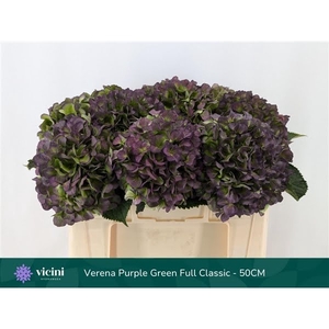 Hydr Purple Green Full Classic 50 cm Vicini