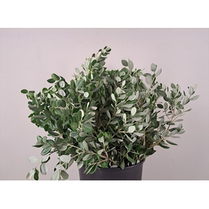 Pittosporum Ralphy Bs