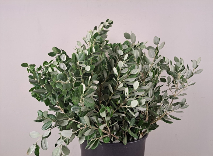 <h4>Pittosporum Ralphy Bs</h4>