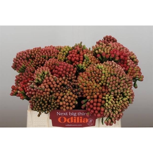 Cape green red strawberry (Brunia)