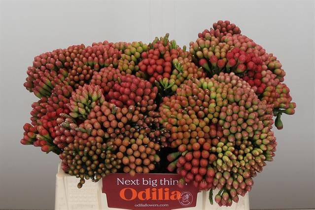 <h4>Cape green red strawberry (Brunia)</h4>