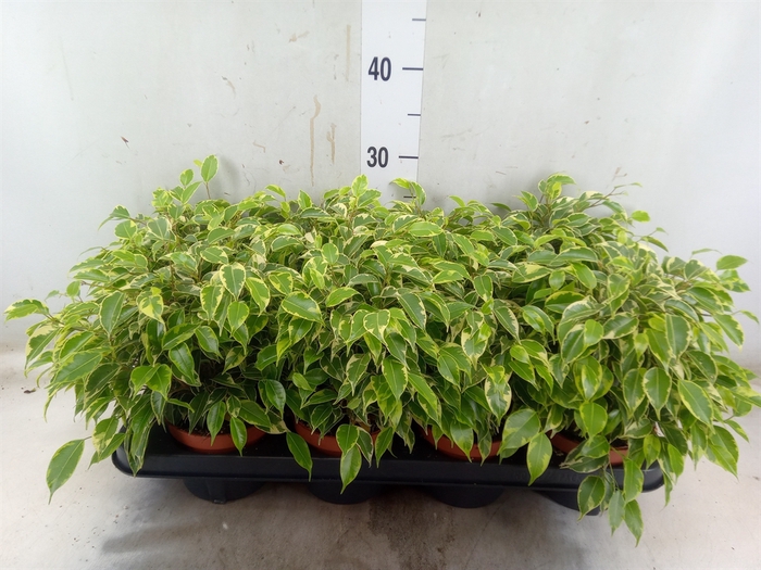 <h4>Ficus benja. 'Kinky'</h4>