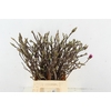 MAGNOLIA SUSAN PER STEM 050CM