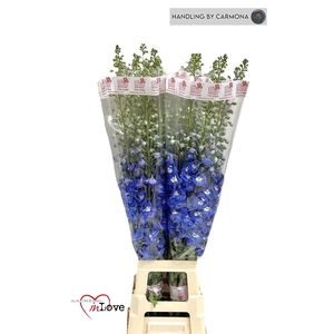 DELPH DU AURORA BLUE