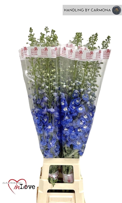 <h4>DELPH DU AURORA BLUE</h4>