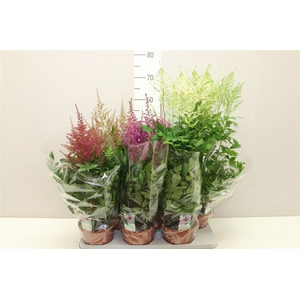 Astilbe Gemengd