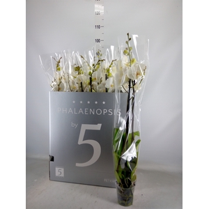 Phalaenopsis   ...white