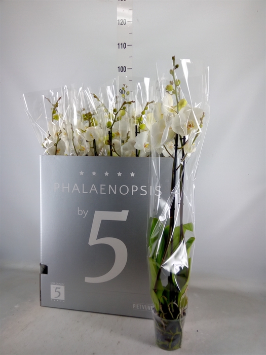 <h4>Phalaenopsis   ...white</h4>