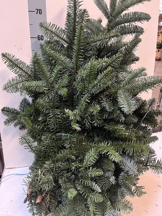 <h4>ABIES NOB BLAUW BS</h4>