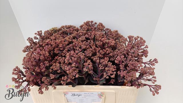 <h4>SEDUM MATRONA</h4>