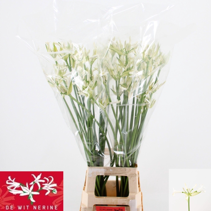 <h4>NE BO BIANCANEVE</h4>