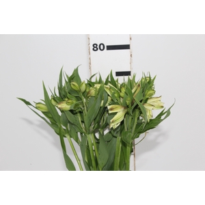 ALSTROEMERIA WHITNEY 080 CM