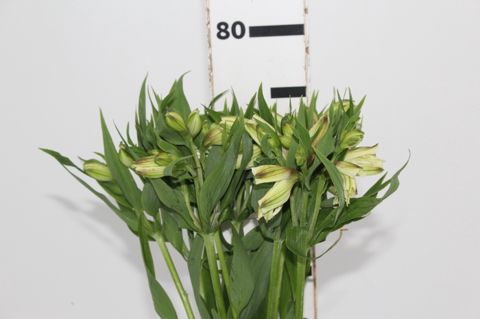 <h4>ALSTROEMERIA WHITNEY 080 CM</h4>