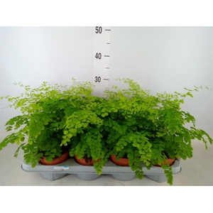 Adiantum raddi. 'Fragrans'