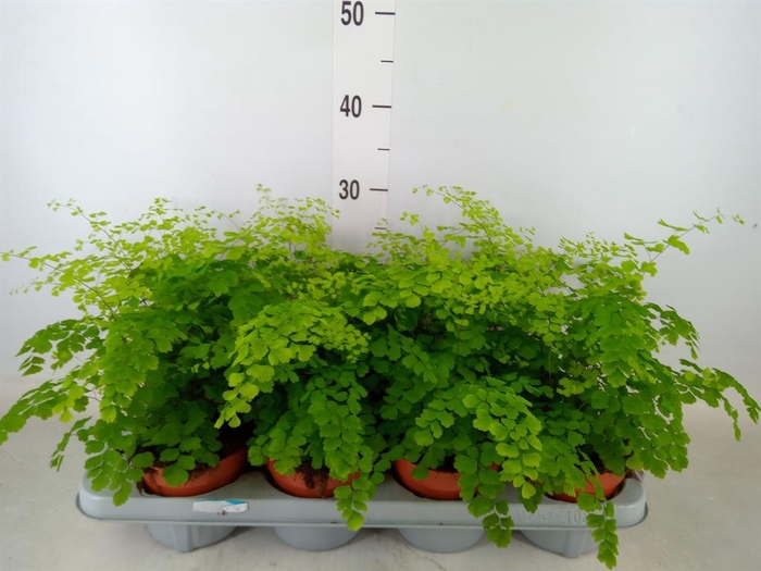 <h4>Adiantum raddi. 'Fragrans'</h4>