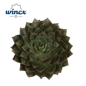 Echeveria Parva Cutflower Wincx-10cm