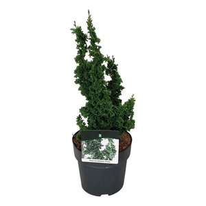 Thuja occ. Primo