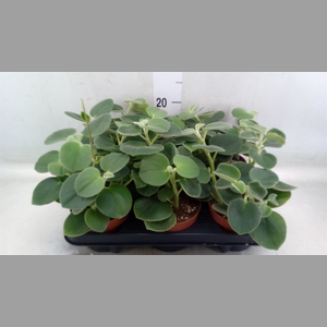 Peperomia