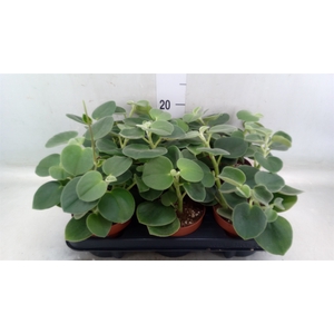 Peperomia