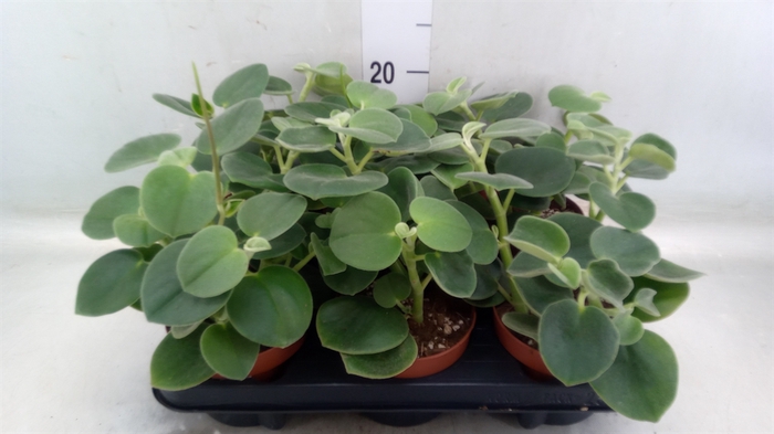 <h4>Peperomia</h4>