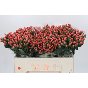 Hypericum Roze