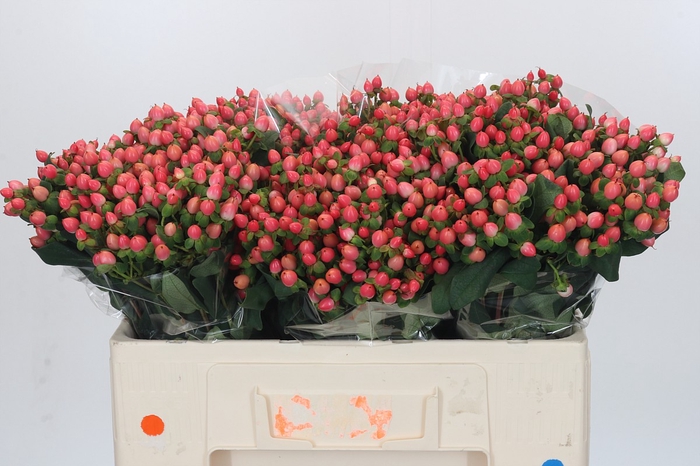 <h4>Hypericum Roze</h4>