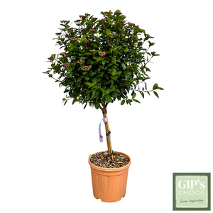 Viburnum tinus 'Eve Price' 1/4 Stem Clt15