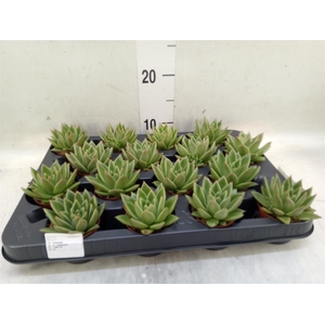 Echeveria  'Miranda'