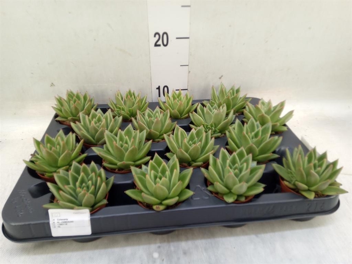 <h4>Echeveria  'Miranda'</h4>